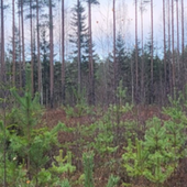 karut turvekankaat 3