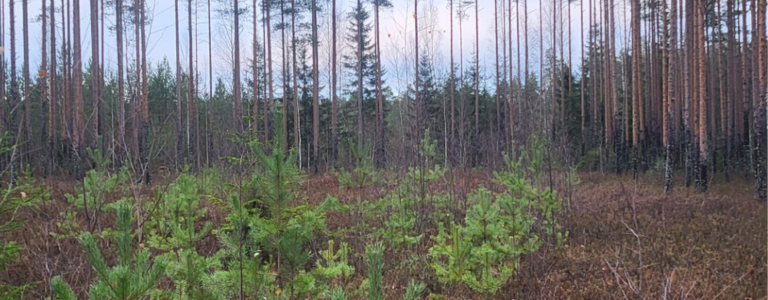 karut turvekankaat 3