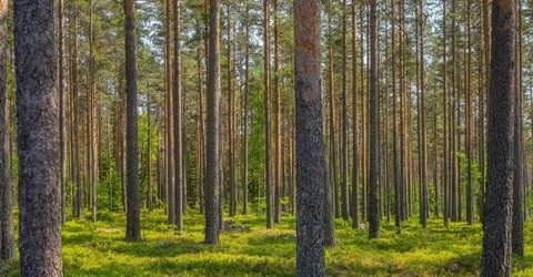 Metsäkuva