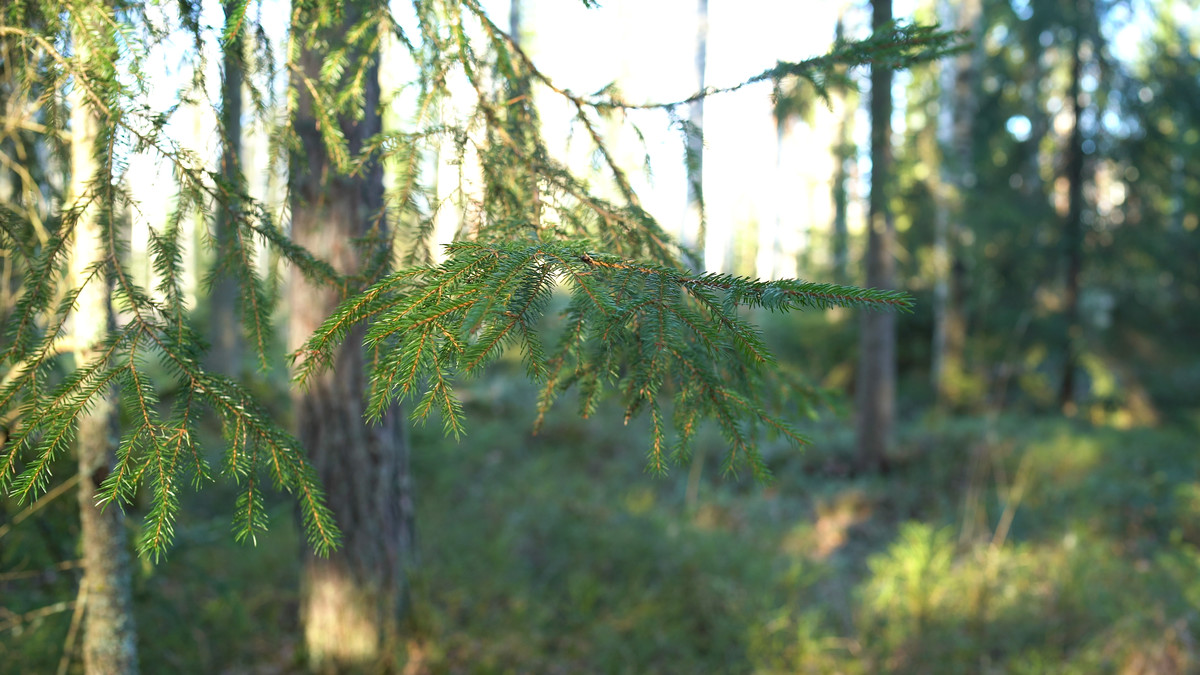 mikäsäätiö