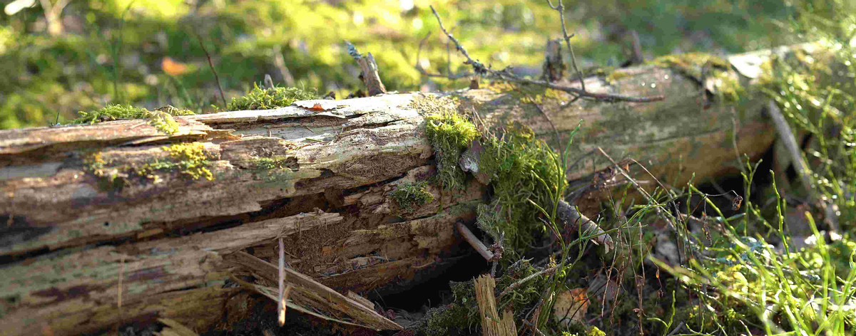 mikäsäätiö