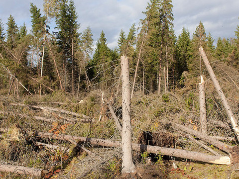 Myrskytuhometsä