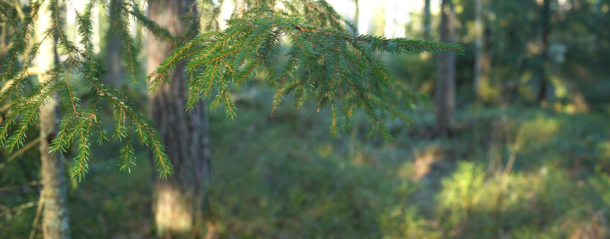 Mikä säätiö SE