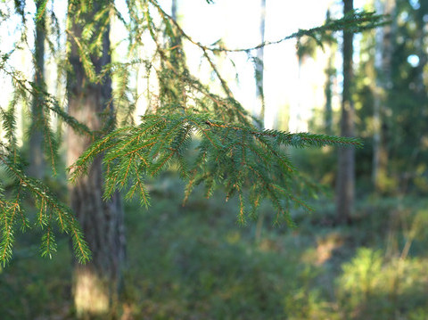 Skogsnaturprojekt