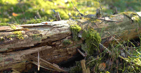 Skogsnaturprojekt