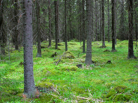 Tulevaisuuden metsät